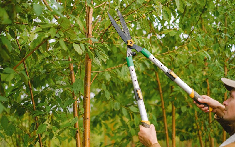 Tree trimming in Hoffman Estates, IL